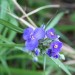 Spiderwort